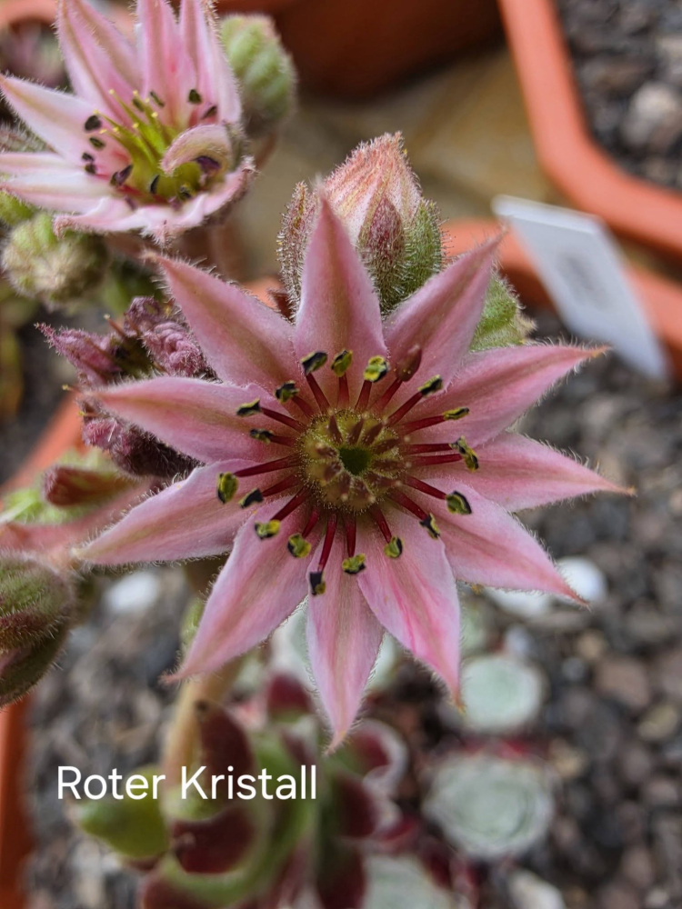 Roter Kristall