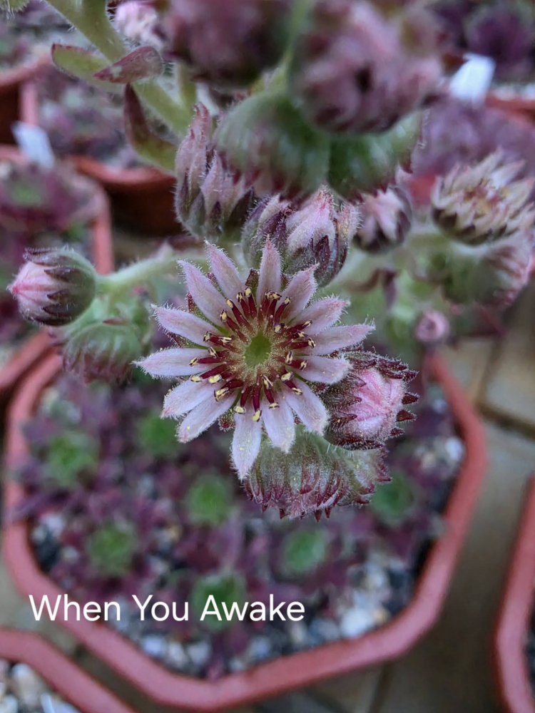 When You Awake