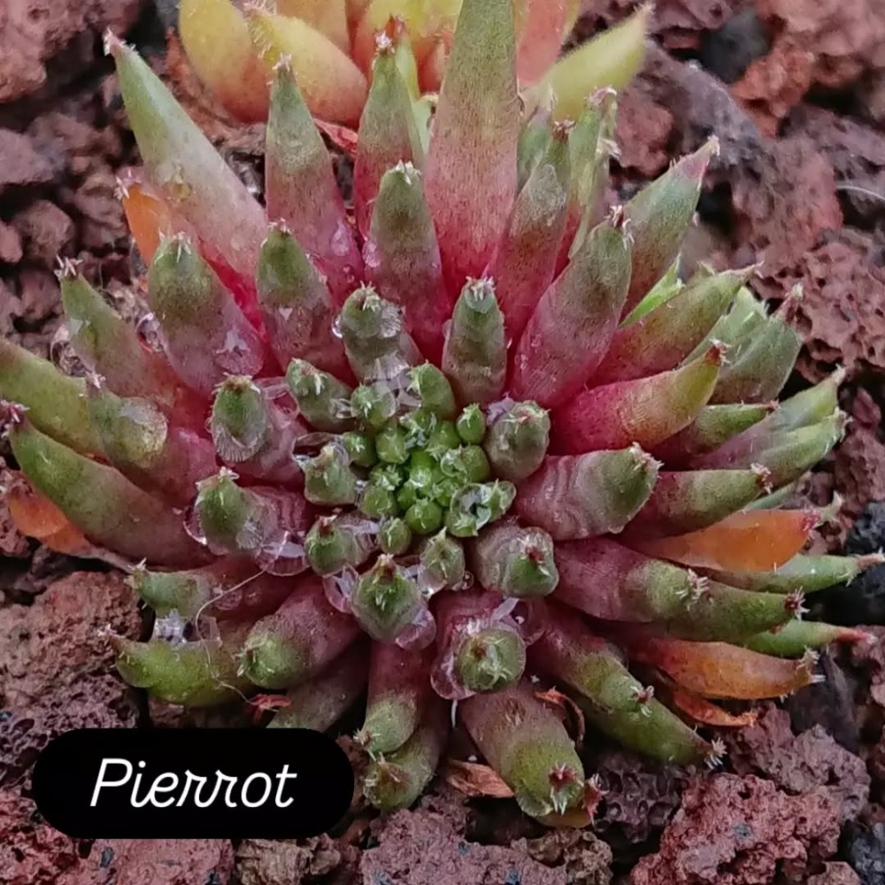 Pierrot