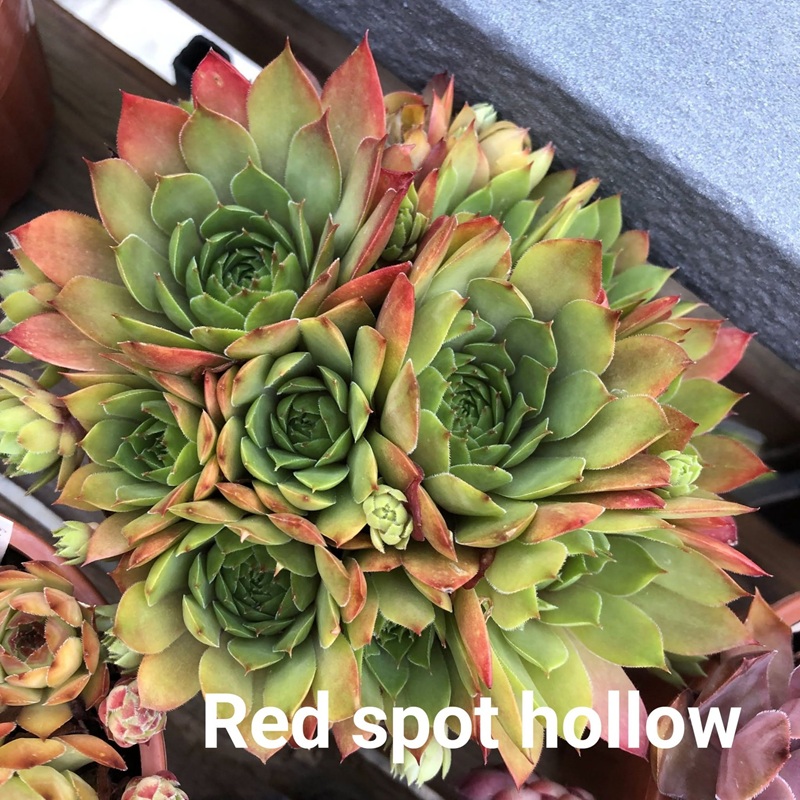 Red Spot Hollow