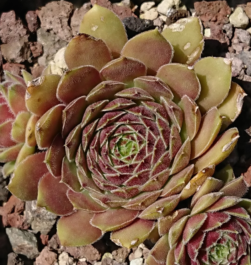 Bayern Bärli