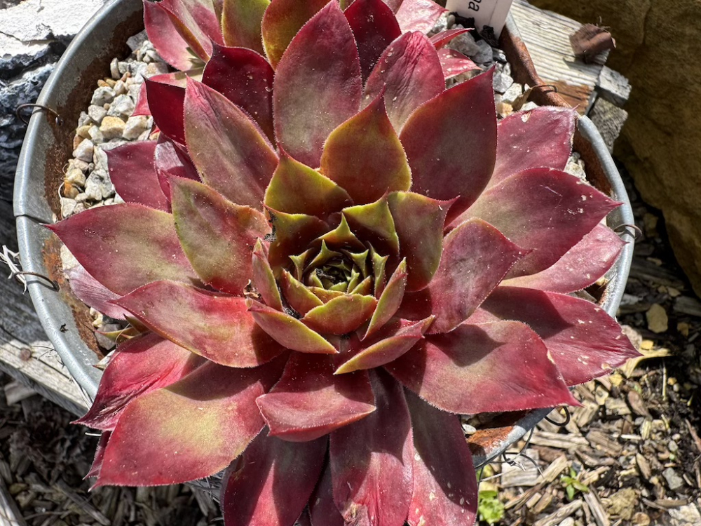 Pink Red Teena