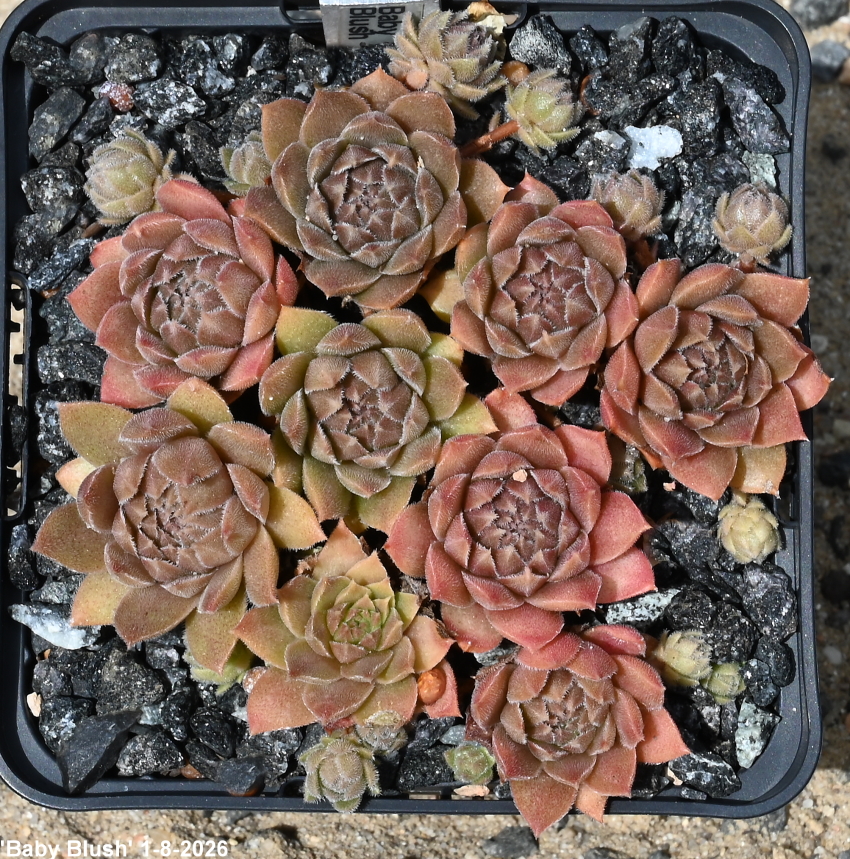 Baby Blush