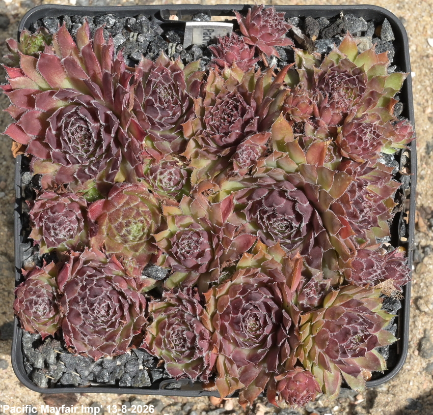 Pacific Mayfair Imp
