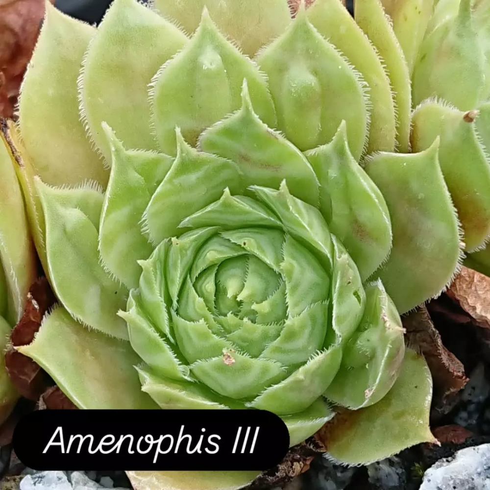 Amenophis III