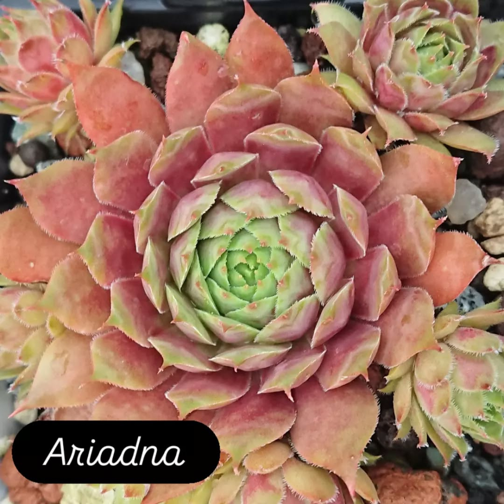 Ariadna