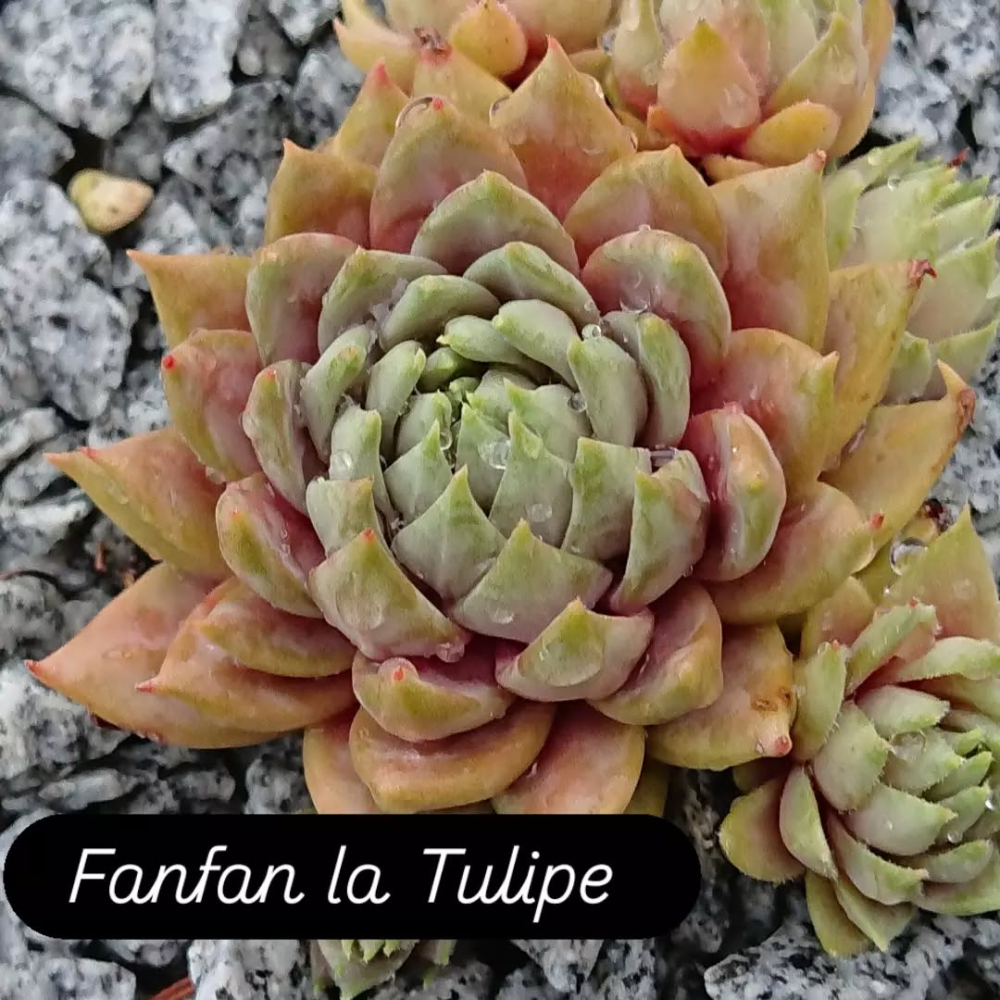 Fanfan la Tulipe (NG)