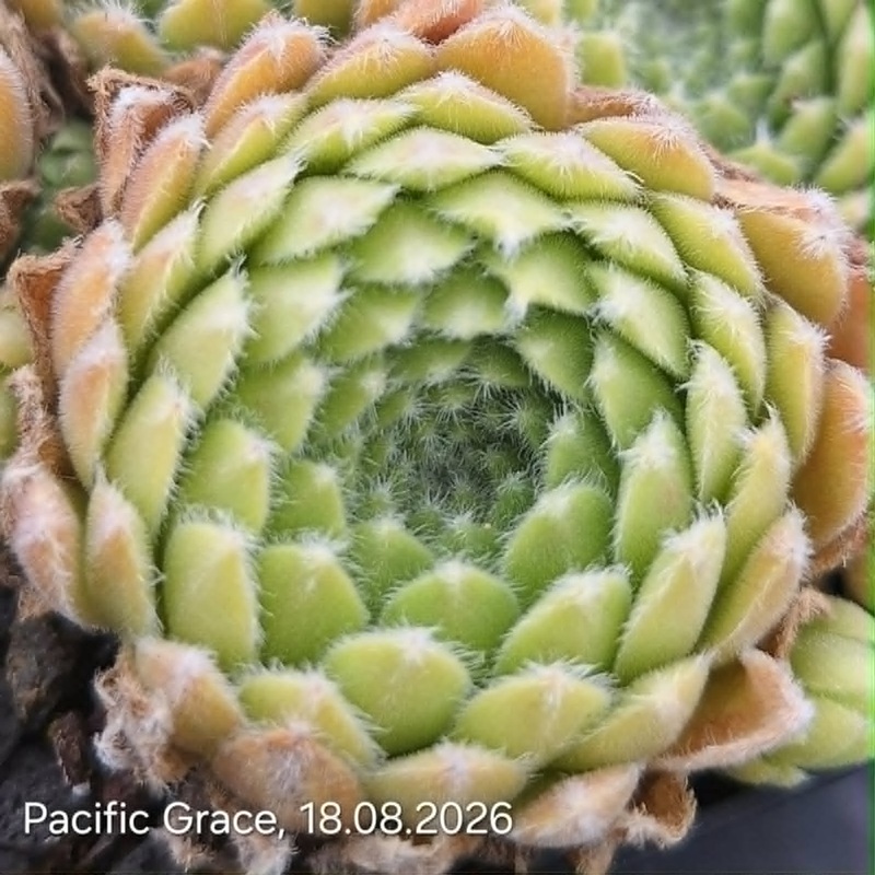 Pacific Grace