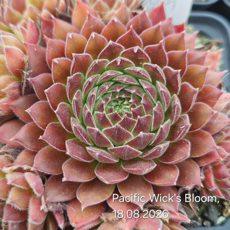 Pacific Wick's Bloom