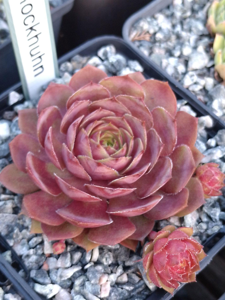 Pink Rockhuhn