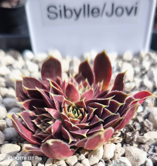 Sibylle / Jovi