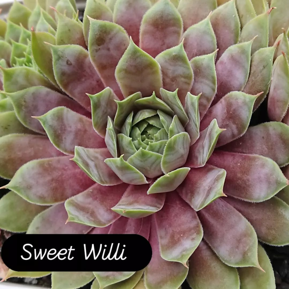 Sweet Willi