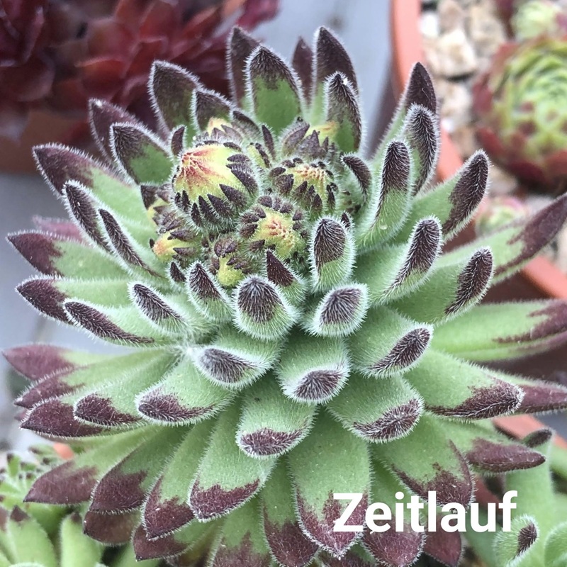 Zeitlauf