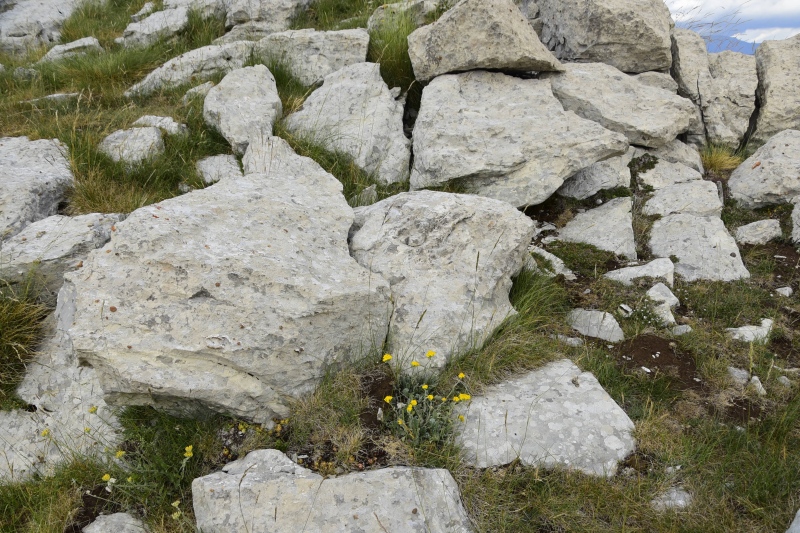 marmoreum ssp. marmoreum from Drakolimni, NW