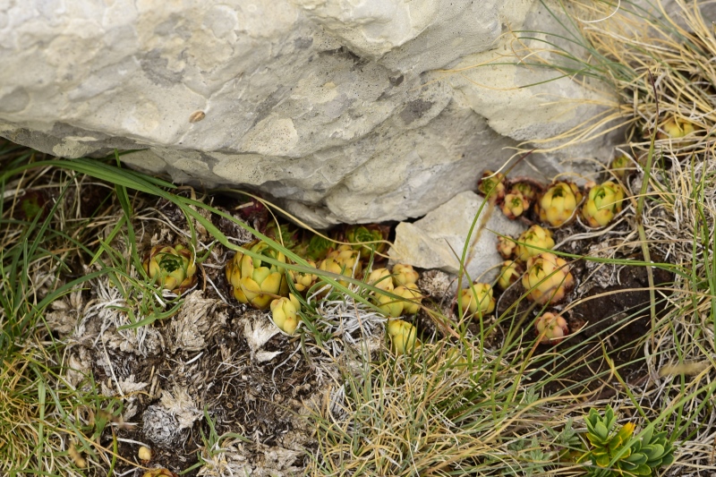 marmoreum ssp. marmoreum from Drakolimni, NW
