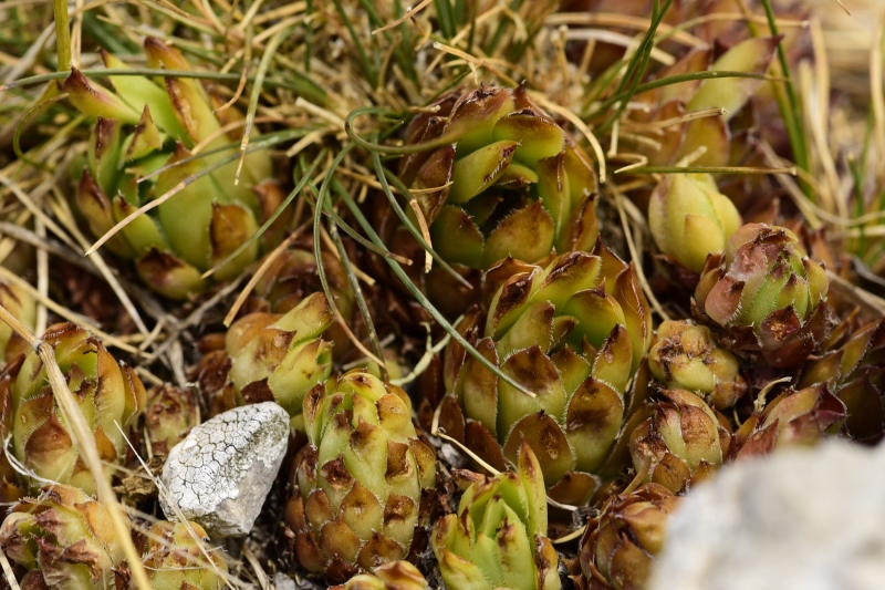 marmoreum ssp. marmoreum from Drakolimni, NW