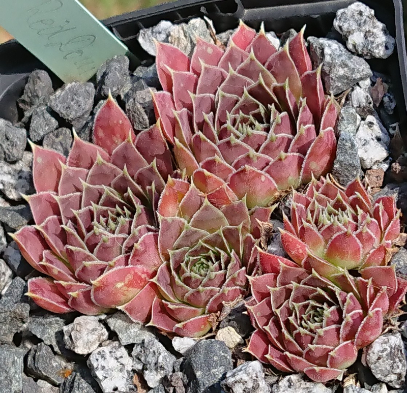 Red Domino