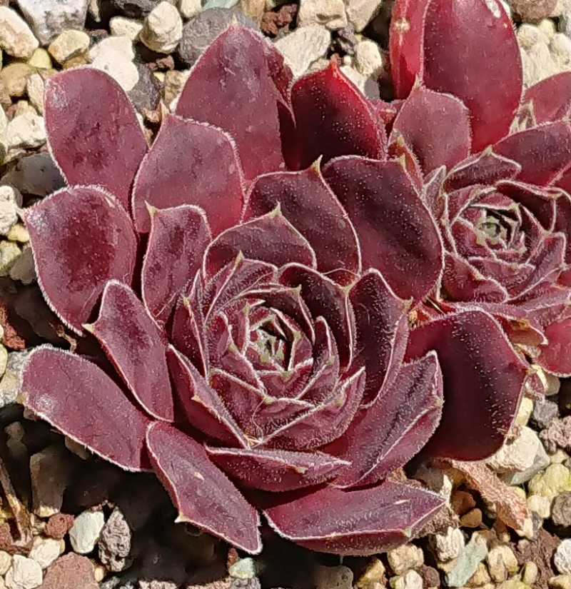 Red Peacock