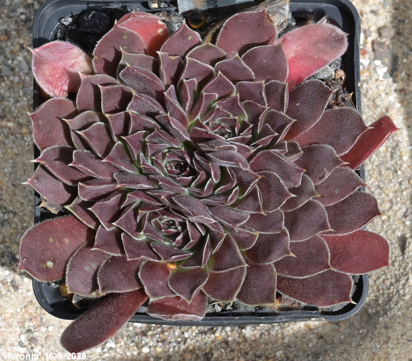 Heronia / Jovi
