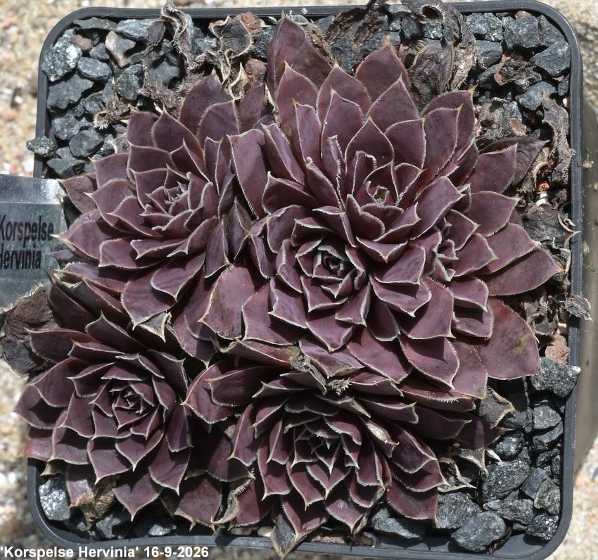 Korspelse Hervinia / Jovi
