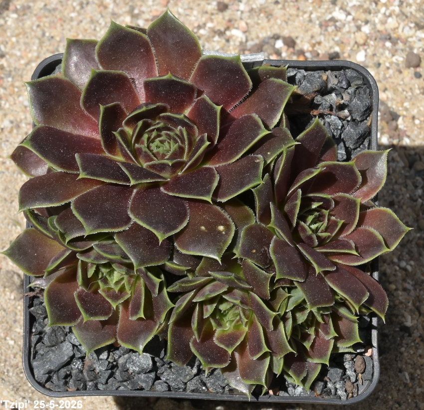 Tzipi / Jovi
