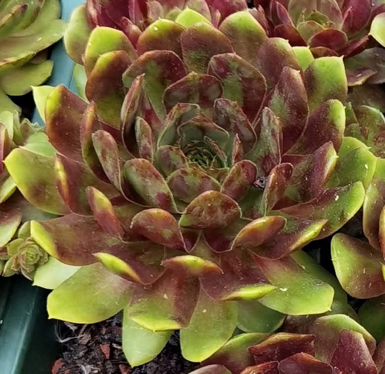 Copper Rockoon