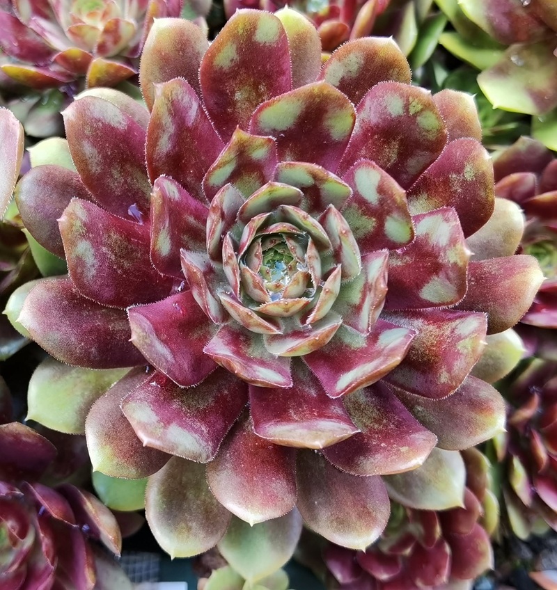 Copper Rockoon