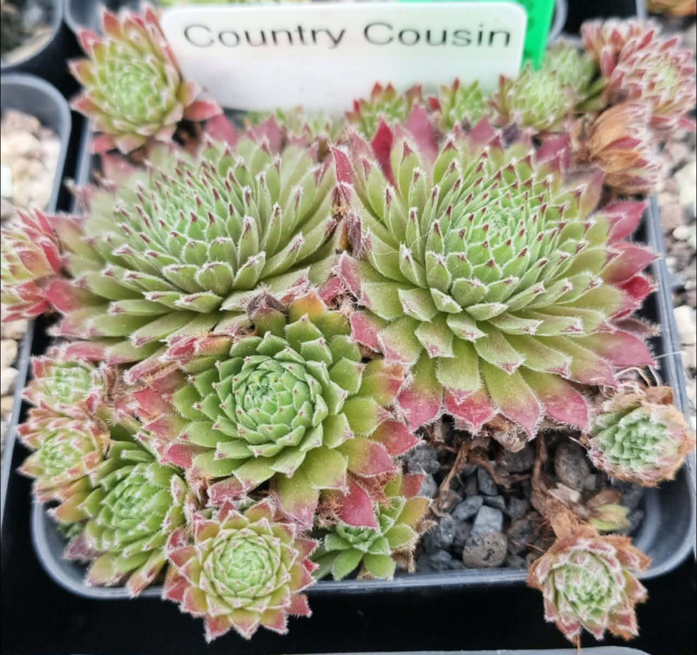 Country Cousin