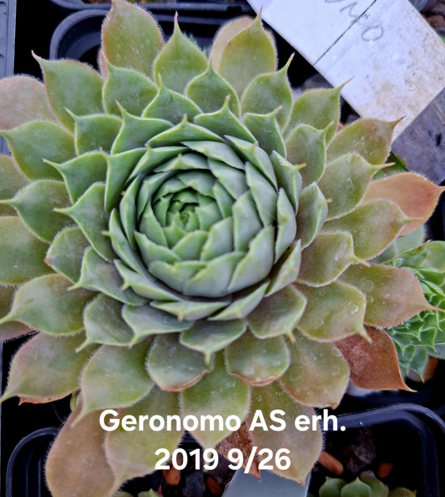 Geronomo