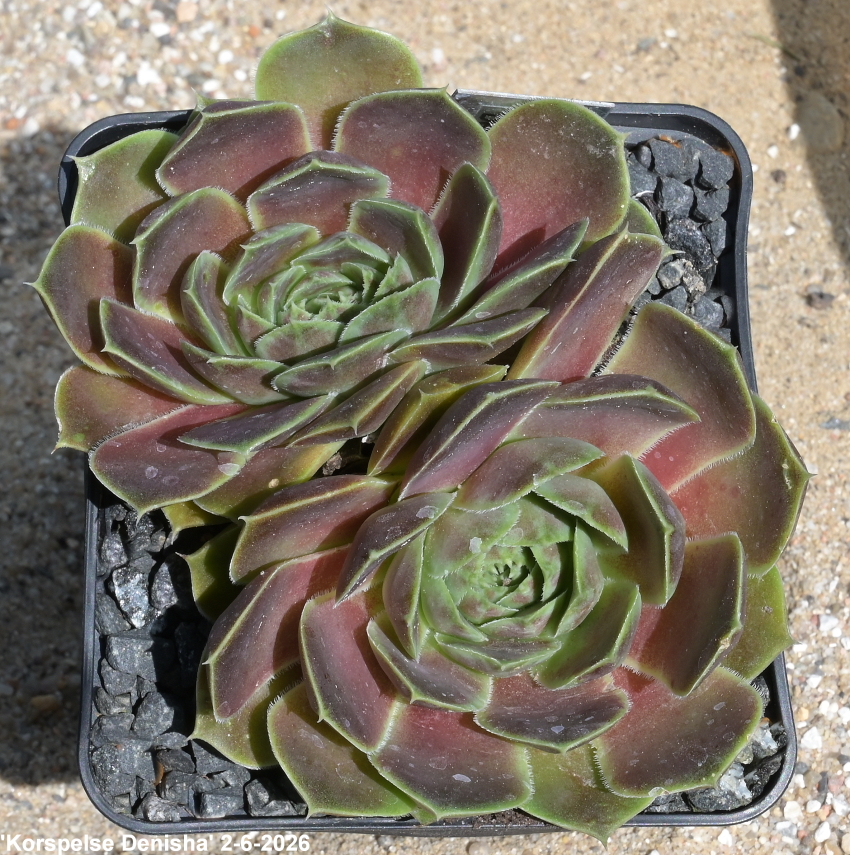 Korspelse Denisha / Jovi