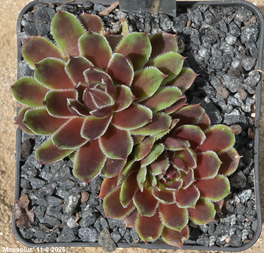 Mausolus / Jovi