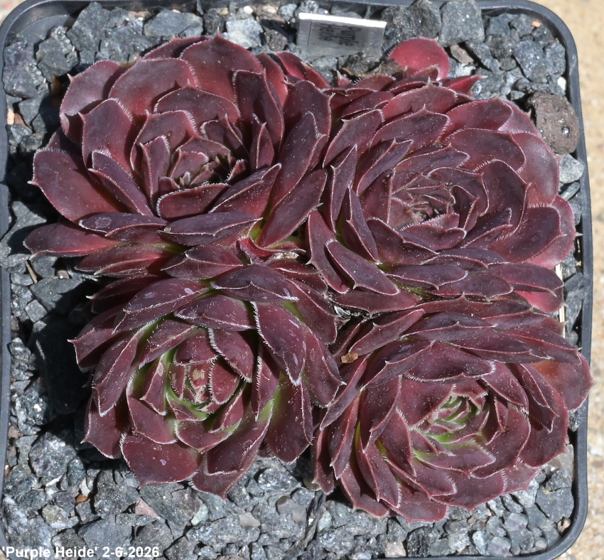 Purple Heide / Jovi