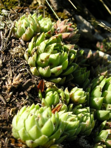 globiderum Poludnica
