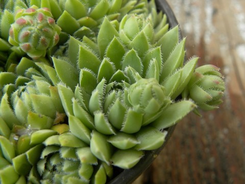 im Garten
