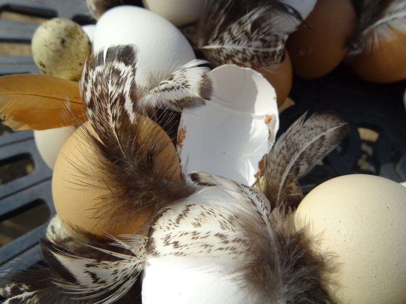 Eierschalen und Federn