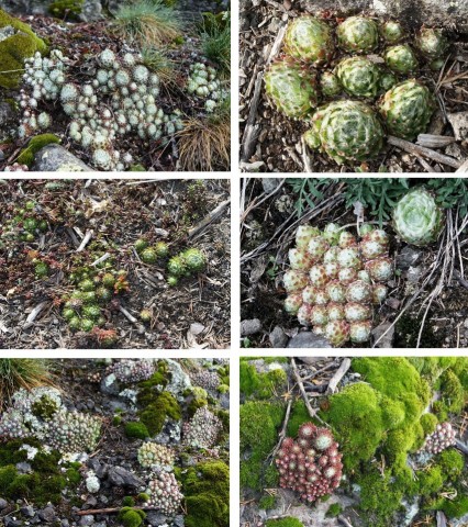 Collage Spinnwebenhauswurz