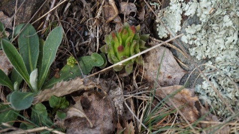 Rosette