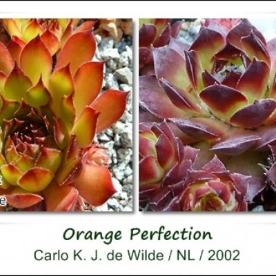 Orange Perfection