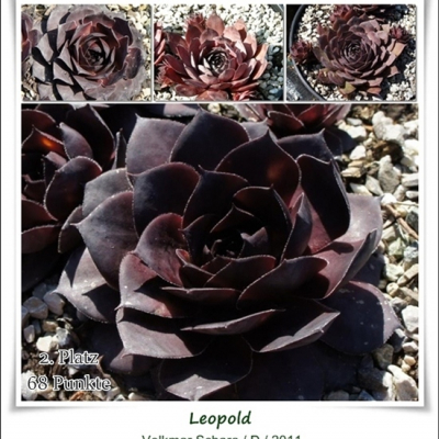 Leopold
