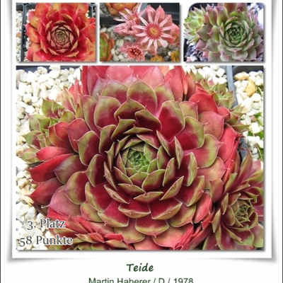 Teide