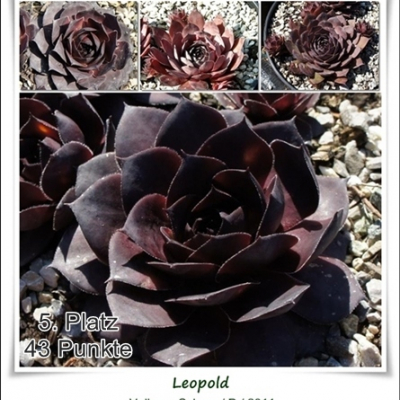 Leopold