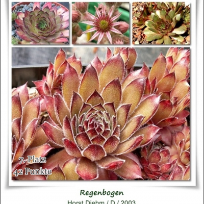 Regenbogen