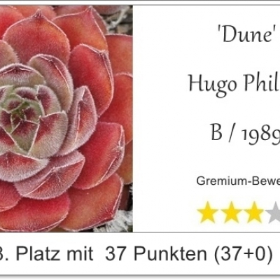 Dune
