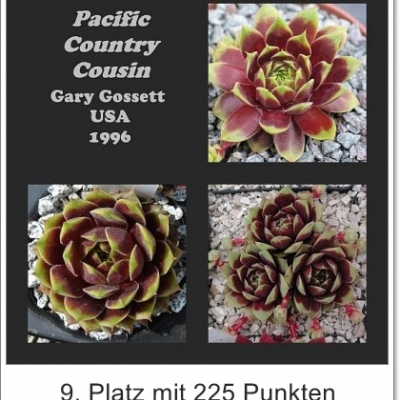 Pacific Country Cousin