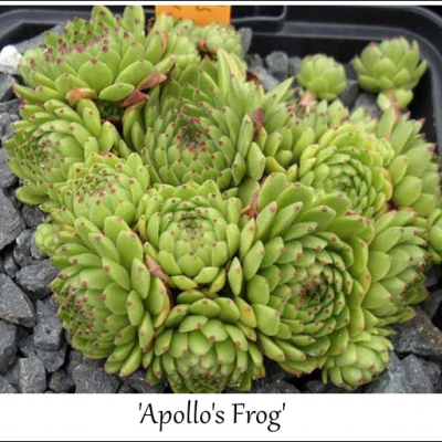Apollo's Frog
