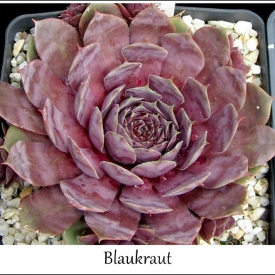 Blaukraut