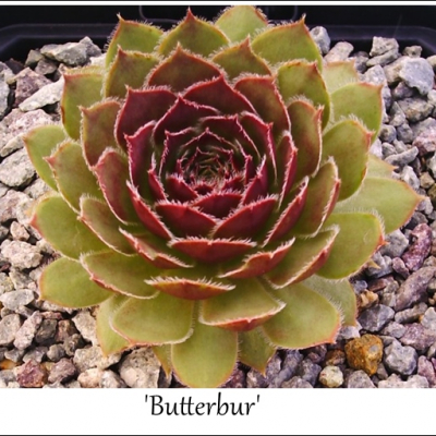 Butterbur
