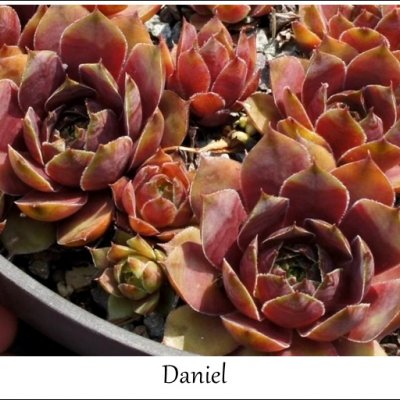 Daniel