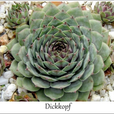 Dickkopf