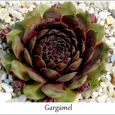 Gargamel
